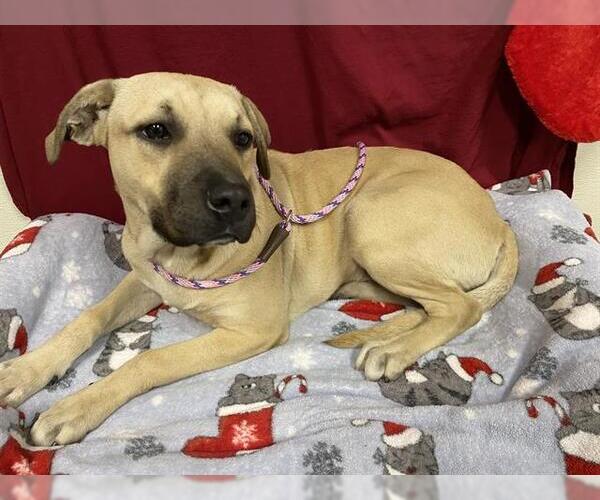 Medium Photo #1 Mastiff-Unknown Mix Puppy For Sale in Modesto, CA, USA