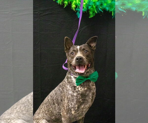 Medium Photo #4 Mutt Puppy For Sale in Euless, TX, USA