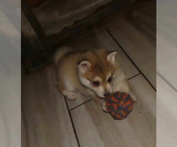 Medium Photo #3 Alaskan Klee Kai-Shiba Inu Mix Puppy For Sale in BANDON, OR, USA