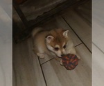 Small #2 Alaskan Klee Kai-Shiba Inu Mix