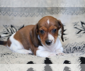 Dachshund Puppy for sale in SHILOH, OH, USA