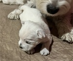 Small Photo #16 West Highland White Terrier Puppy For Sale in PHOENIX, AZ, USA