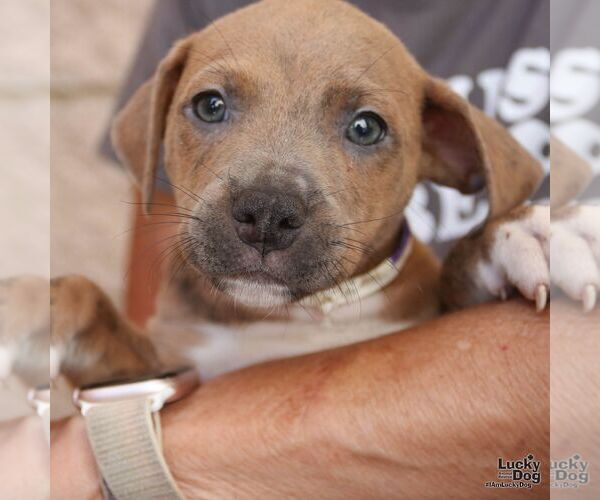Medium Photo #3 Mutt Puppy For Sale in Washington, DC, USA