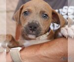 Small #2 Mutt