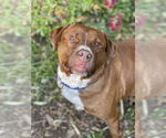 Small Photo #7 Mutt Puppy For Sale in Mount Laurel, NJ, USA