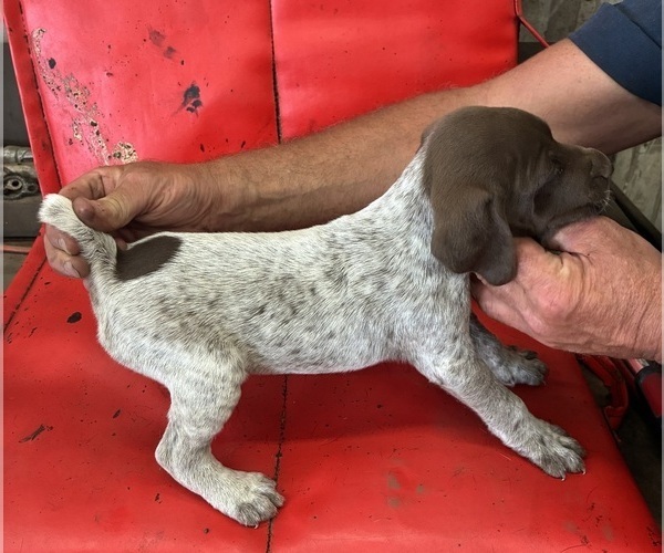 Medium Photo #3 German Shorthaired Pointer Puppy For Sale in ROCKFORD, IL, USA