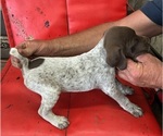Small #2 German Shorthaired Pointer