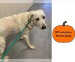 DAZIE - Female Great Pyrenees-Unknown Mix Dog for Adoption - Small photo