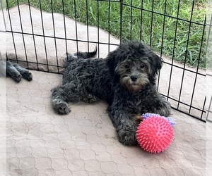 ShihPoo Puppy for sale in GLOUCESTER, VA, USA