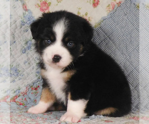 Miniature Australian Shepherd Puppy for sale in HARRISON, OH, USA