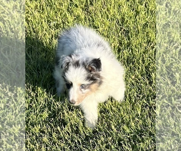 Medium Photo #17 Shetland Sheepdog Puppy For Sale in FORT MORGAN, CO, USA