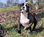 Small #5 Alapaha Blue Blood Bulldog