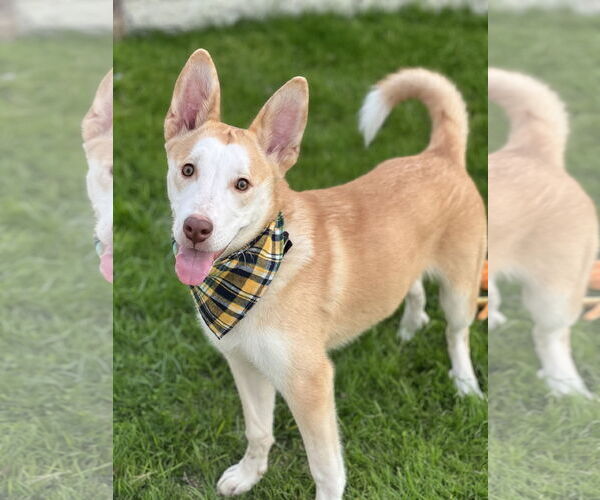 Medium Photo #1 Siberian Husky-Unknown Mix Puppy For Sale in Phoenix, AZ, USA