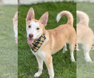 Siberian Husky-Unknown Mix Dogs for adoption in Phoenix, AZ, USA