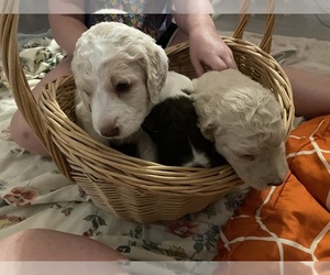 F2 Aussiedoodle-Goldendoodle Mix Puppy for Sale in JESUP, Georgia USA