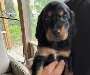 Gordon Setter Puppy for sale in EAST BETHEL, MN, USA
