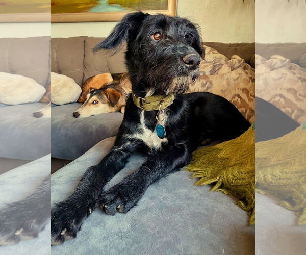 Medium Photo #4 Labrador Retriever-Unknown Mix Puppy For Sale in Sandy, UT, USA