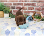 Small #3 Labrador Retriever