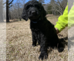 Small Photo #6 Goldendoodle Puppy For Sale in PALESTINE, TX, USA