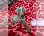 Puppy 5 Doberman Pinscher