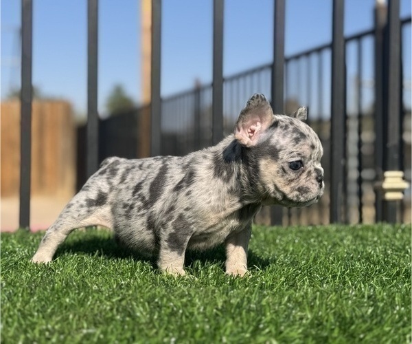 Medium Photo #21 French Bulldog Puppy For Sale in TULSA, OK, USA