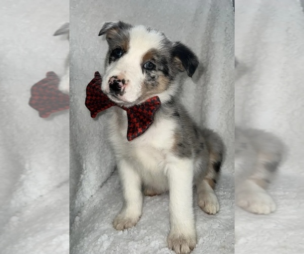 Medium Photo #1 Border Collie Puppy For Sale in SILVER CREEK, NY, USA