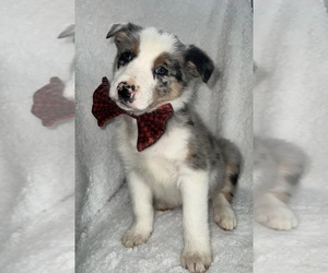 Border Collie Puppy for sale in SILVER CREEK, NY, USA