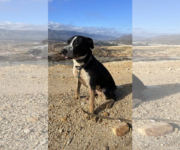 Medium Photo #2 Australian Shepherd-Maremma Sheepdog Mix Puppy For Sale in Dana Point, CA, USA