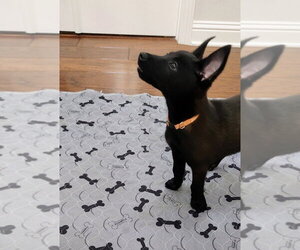 Texas Legends Litter- BeyoncÃ© - Located in IN - Female Mutt Dog for Adoption - Photo #4
