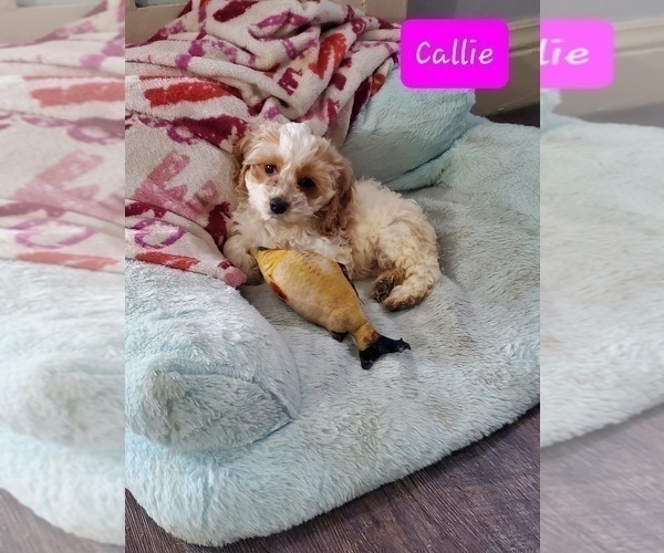 Medium Photo #4 Cockapoo Puppy For Sale in GOSHEN, IN, USA