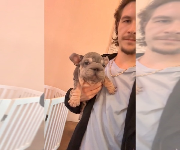 Medium Photo #25 French Bulldog Puppy For Sale in MIAMI BEACH, FL, USA