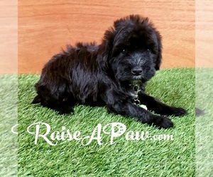 Whoodle Puppy for sale in OVERGAARD, AZ, USA