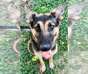 German Shepherd Dog Dogs for adoption in Sacramento, CA, USA