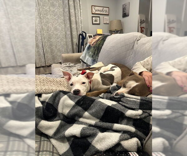 Medium Photo #3 American Staffordshire Terrier-Unknown Mix Puppy For Sale in Rockaway, NJ, USA