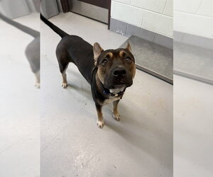American Pit Bull Terrier-Unknown Mix Dogs for adoption in Corpus Christi, TX, USA