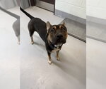 Small American Pit Bull Terrier Mix
