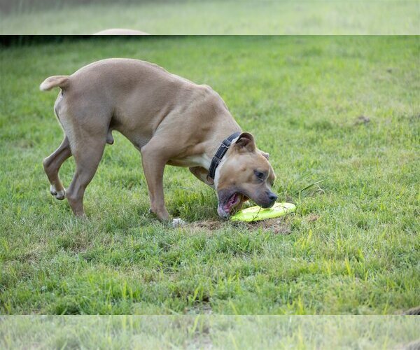 Medium Photo #1 American Pit Bull Terrier-Unknown Mix Puppy For Sale in Munford, TN, USA