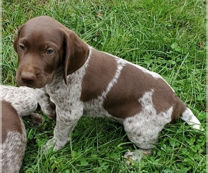 German Shorthaired Pointer Puppy for sale in HARMONY, PA, USA