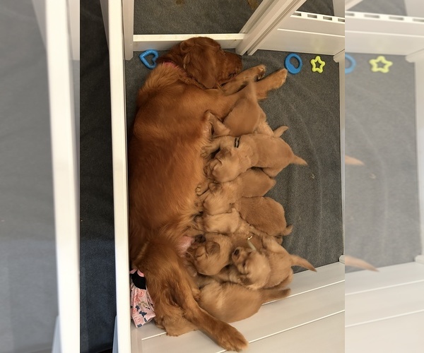Medium Photo #1 Golden Retriever Puppy For Sale in BURLESON, TX, USA