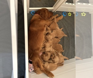 Golden Retriever Litter for sale in BURLESON, TX, USA