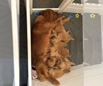 Small Golden Retriever