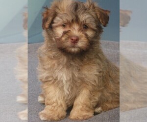 Havanese Puppy for sale in WILSON, NY, USA