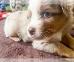 Small #15 Miniature Australian Shepherd