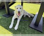 Small German Shepherd Dog