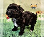 Small Photo #3 Havanese-Poodle (Toy) Mix Puppy For Sale in TECUMSEH, MI, USA
