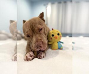 American Pit Bull Terrier-Chinese Shar-Pei Mix Dogs for adoption in Incline Village, NV, USA