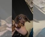 Small Photo #13 Dachshund Puppy For Sale in HUNTINGTON BEACH, CA, USA