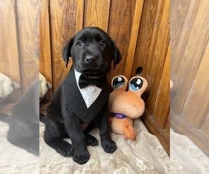 Labrador Retriever Puppy for sale in NEOLA, WV, USA
