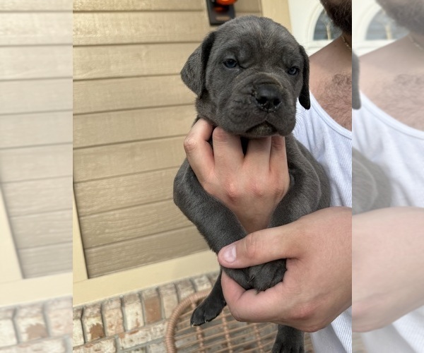Medium Photo #7 Cane Corso Puppy For Sale in MELBOURNE, FL, USA