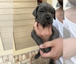 Small #6 Cane Corso